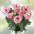 Pink Lisianthus Flower Seeds - 20 Improved Eustoma grandiflorum Seeds for Garden and Floral Arrangements, Easy to Grow