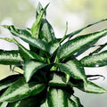 Dieffenbachia Panther Plant - 6" Pot - Rare Variegated Camouflage - Indoor Houseplant - Aglaonema Firecracker