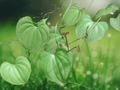 10 Seeds Dioscorea wallichii Indian Wild Yam Climbing Vine Tropical Ornamental