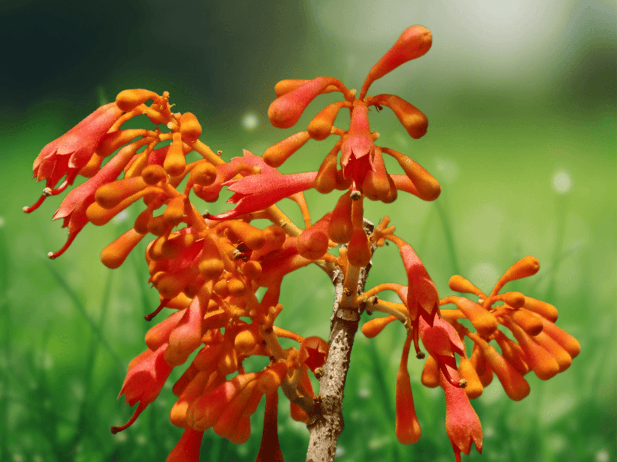 5 Seeds Firmiana colorata Scarlet Sterculia Bonfire Tree Tropical Ornamental Seeds
