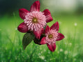 25 Double Red Clematis Seeds Perennial Flowering Vine Deep Scarlet Blooms Hardy Climber Garden Trellis Balcony