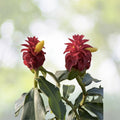 Crepe Ginger Seeds - 5 Rare Ornate Tropical Seeds - Costus Speciosus - Free Shipping