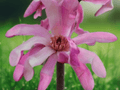 5 Seeds Magnolia x loebneri Deciduous Spring Bloom Tree Ornamental