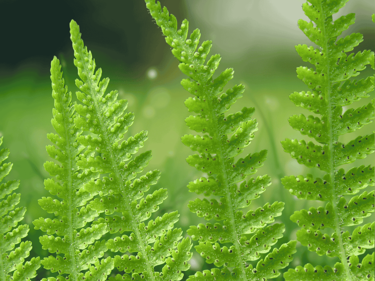 10 Bare-root Hay Scented Fern Dennstaedtia punctilobula