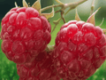 3 Plant Plugs September Red Raspberry Rubus idaeus
