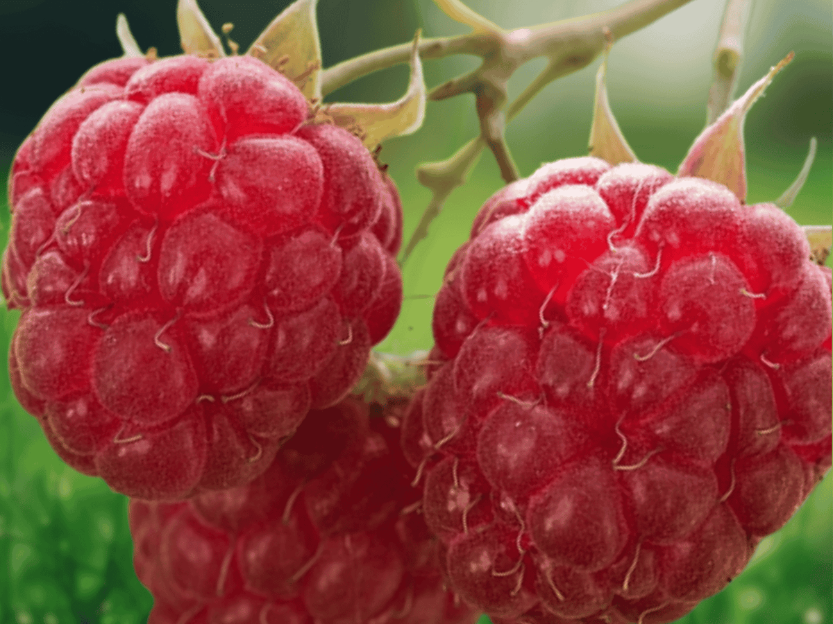 3 Plant Plugs September Red Raspberry Rubus idaeus