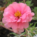 Moss Rose Cuttings 10 Unrooted Soft Pink Portulaca Grandiflora for Gardening and Planting
