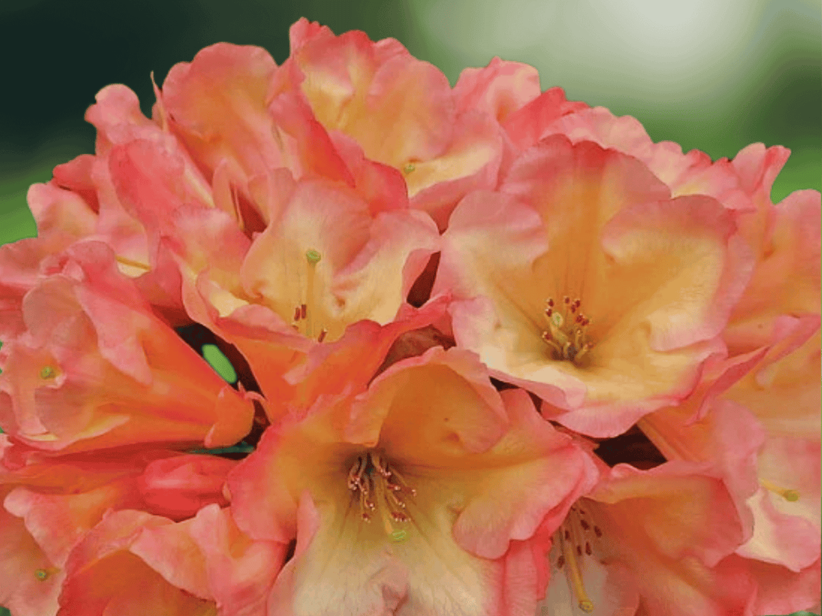 1 Live Plant Honey Butter Rhododendron Starter Plant Flowering Shrub