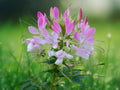 100 Seeds Cleome Spinosa Spider Flower White Pink Fragrant Heirloom Annual Easy Grow Cut Flower Pollinator Garden