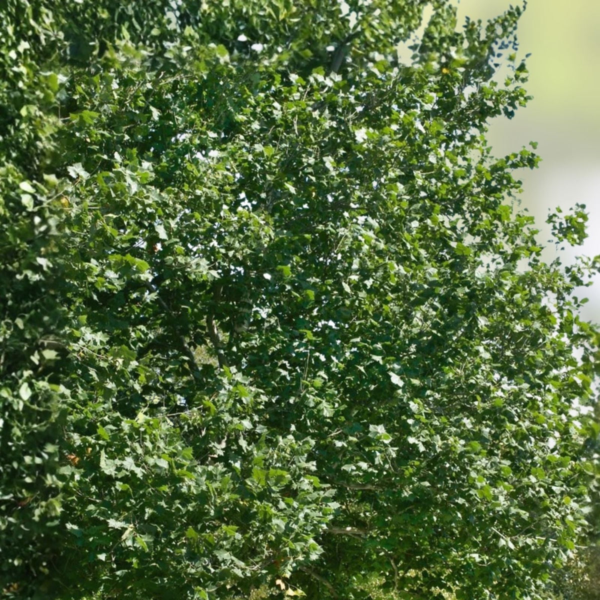 Sycamore Tree Bare Root Live Plant 18+ Inches Deciduous Shade Tree Platanus occidentalis