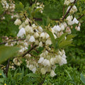 Carolina Silverbell Cuttings 10-Pack - Halesia carolina Garden Plant for Landscaping and Home Gardening