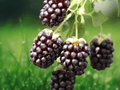 1 Live Plant Boysenberry Well Rooted 1 Year Old 6 Inch Tall Berry Plant