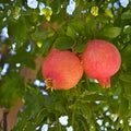 Pomegranate Tree Starter Plant 10" Wonderful Variety Punica granatum Edible Fruit Attracts Hummingbirds Zones 7-11