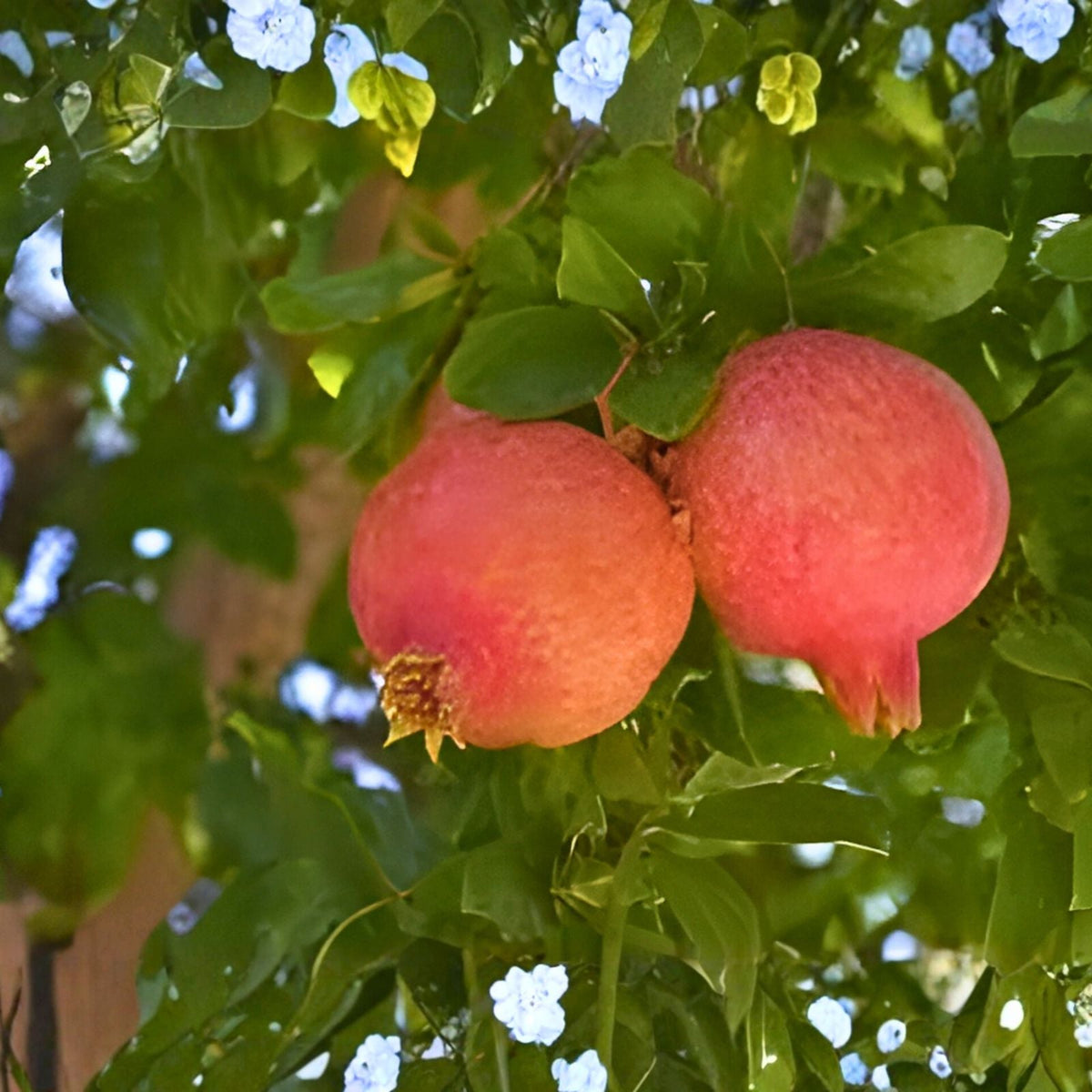 Pomegranate Tree Starter Plant 10" Wonderful Variety Punica granatum Edible Fruit Attracts Hummingbirds Zones 7-11
