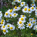 German Chamomile Seeds - Heirloom, NON-GMO, 1000+ Seeds, Matricaria chamomilla, Medicinal Herb, Organic Gardening, Flower Seeds