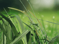10 Seeds Pennisetum purpureum Napier Grass Elephant Grass Tall Ornamental Grass Privacy Screen