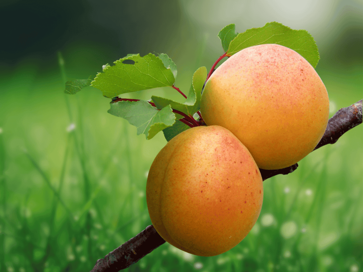 5 Live Plants Apricot Tree Prunus armeniaca Sweet Fruit Starter Plants