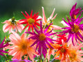 25 Seeds Dahlia Cactus Mix Pinnata Spiky Petal Blooms Hardy Perennial Easy Grow Ornamental Garden Flower Vibrant Summer
