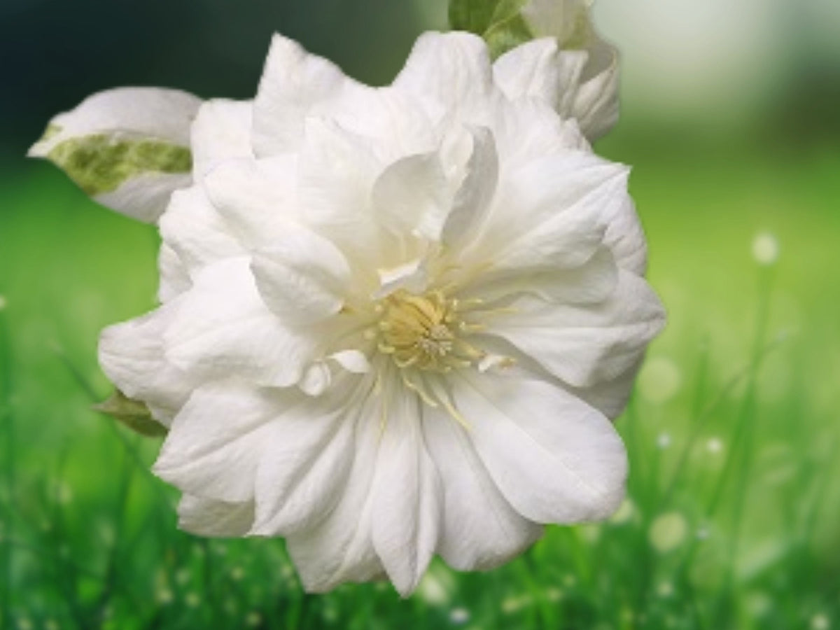 25 Seeds Double White Clematis Climbing Vine Perennial Flower Large Frilly Blooms Garden Trellis Fence Patio