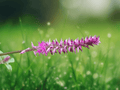 10 Seeds Achyranthes aspera Devil's Horsewhip Herb