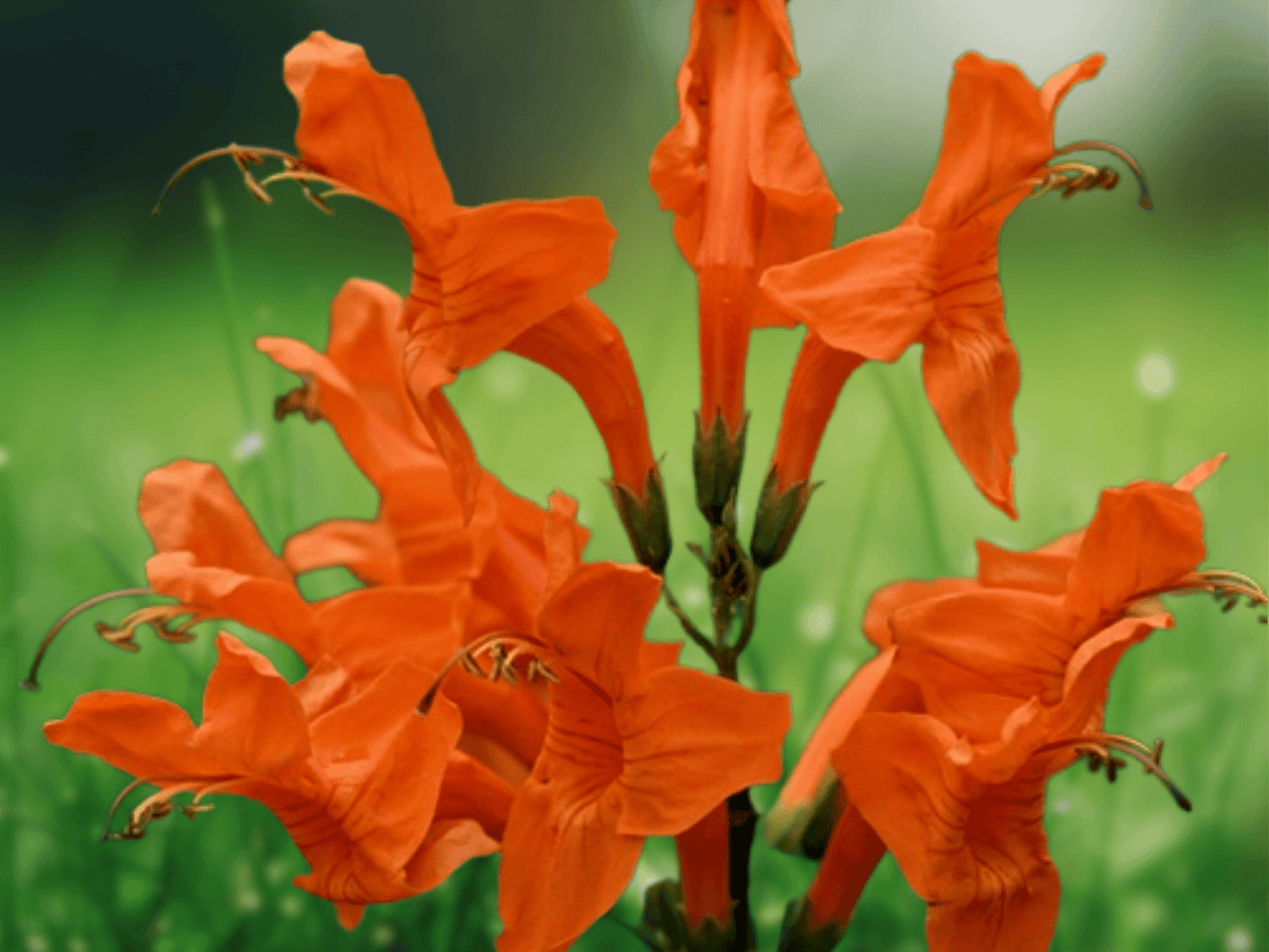 5 Seeds Tecomaria capensis Orange Trumpet Vine Flowering Shrub