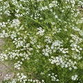 Cumin Seeds Heirloom Non-GMO 25+ Seeds for Growing Cuminum cyminum Herb Seed, Organic Culinary Spice