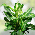 Dieffenbachia 'Sterling' 9" Pot | Hand-Painted Foliage Houseplant | Bright Interior Decor | Dieffenbachia maculata