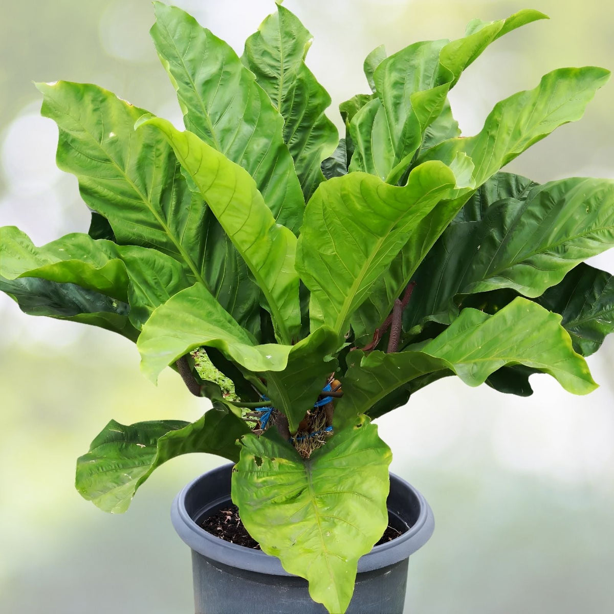 Anthurium Hookerii Plant in 3 Gallon Pot - Unique Heart-Shaped Leaves - Tropical Houseplant for Home Decor - Anthurium clarinervium