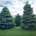 30 White Fir Seeds for Planting, Abies concolor, Evergreen Tree Seeds, Ideal for Landscaping and Reforestation