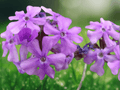 10 Seeds Moss Verbena Verbena tenuisecta Trailing Groundcover