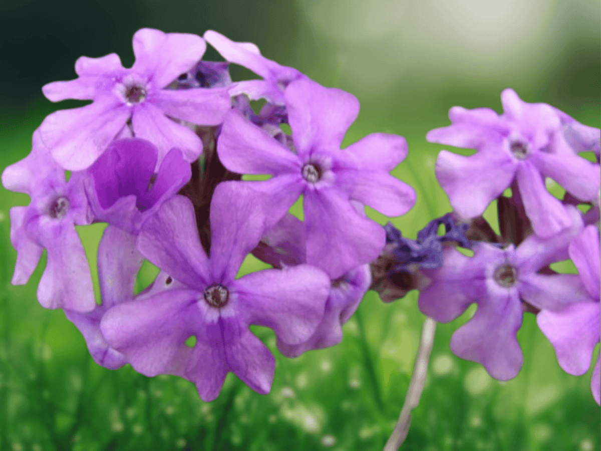 10 Seeds Moss Verbena Verbena tenuisecta Trailing Groundcover