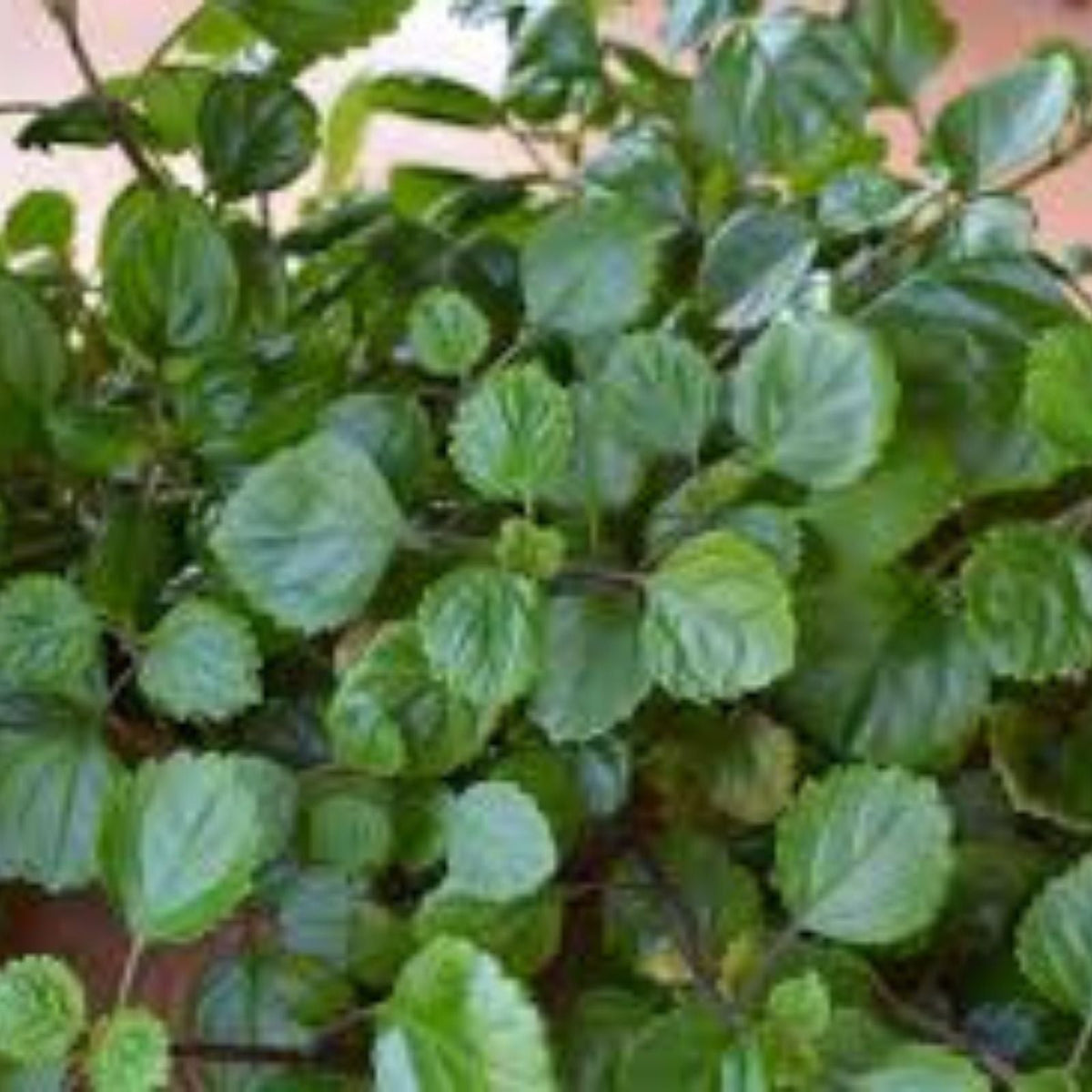 Plectranthus Swedish Ivy Assorted Rooted Starter Plants - Indoor Houseplants for Easy Care & Low Light