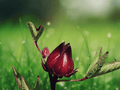 10 Seeds Hibiscus sabdariffa Red Roselle Hibiscus