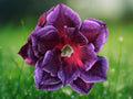4 Seeds Desert Rose Adenium Obesum Fuchsia Magenta Rare Succulent Bonsai Flower Plant for Patio