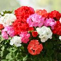 Geranium Seeds 100+ Mandarin Whirl Fragrant Fresh Flower Non-GMO Pelargonium Garden Seeds