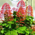 Clerodendrum Paniculatum Cuttings 6-Pack Orange Pagoda Plant - Clerodendrum paniculatum 8-10"