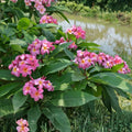 Hawaiian Plumeria Cuttings - Miami Rose Variety - 12-14" Frangipani Plant - Tropical Flowering Plant
