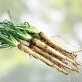 Salsify Seeds 100 Non-GMO White Salsify Root Vegetable Tragopogon porrifolius, Gourmet Edible Plant, Organic Gardening