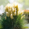 Potted White Pampas Grass 3 Gallon Live Clump - Cortaderia Selloana - Fully Rooted Decorative Plant for Home and Garden