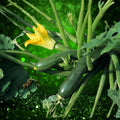 Black Beauty Zucchini Seeds - 100 Count Heirloom Non-GMO Cucurbita pepo Vegetable Seeds for Gardening