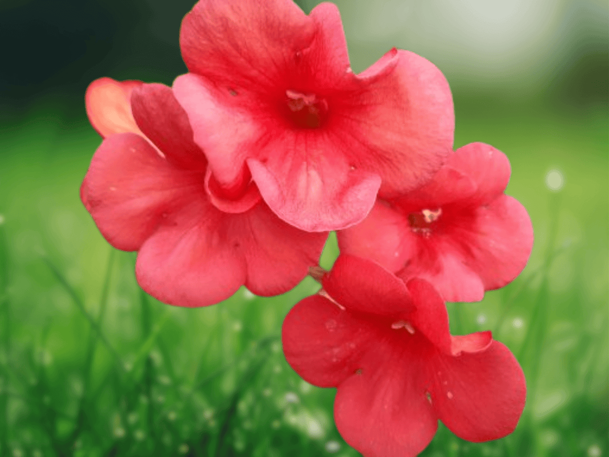 10 Seeds Campsis tagliabuana Madame Galen Trumpet Vine