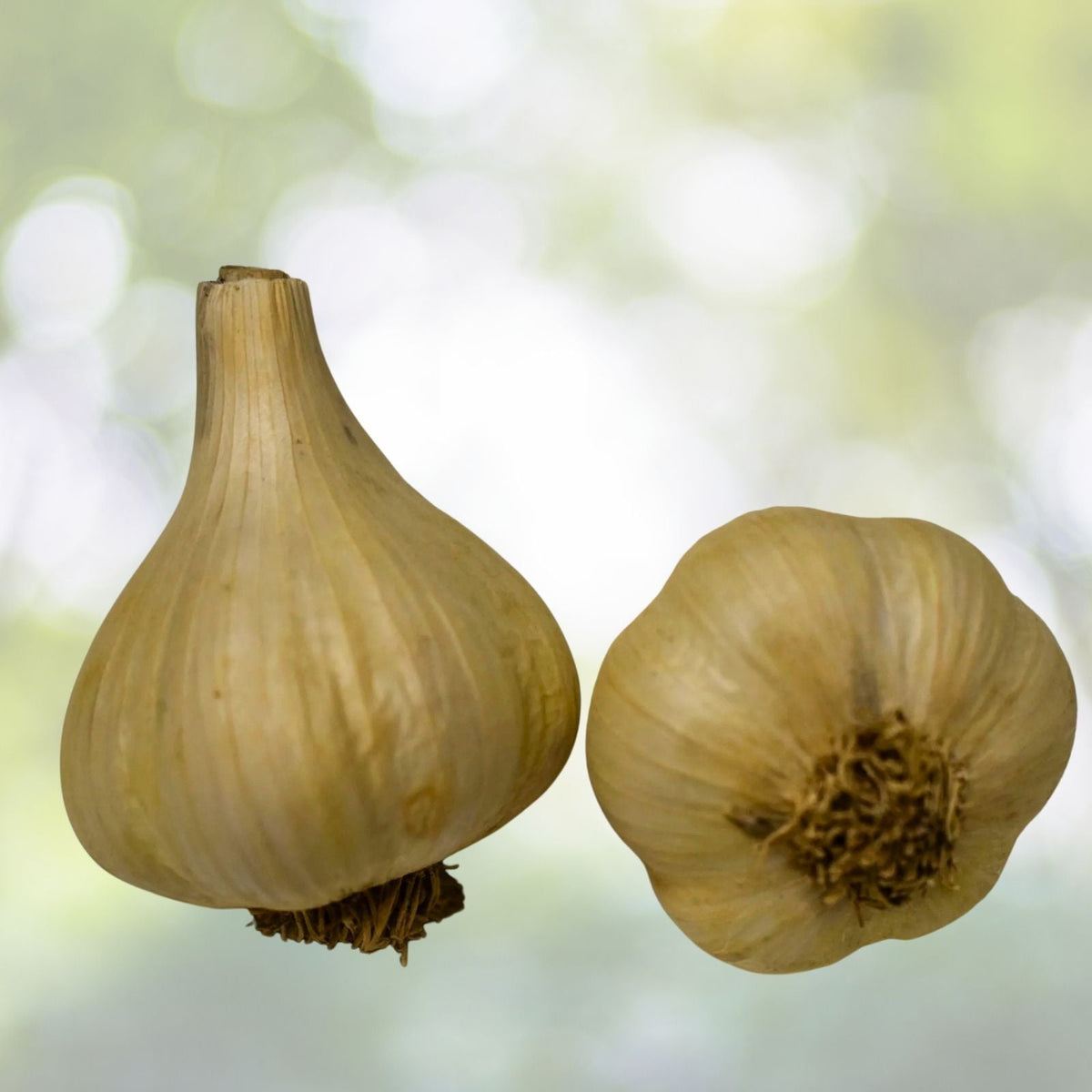 Organic Garlic Cloves Seeds for Planting - Medium Size, Sprouted, Heart-Healthy, Antioxidant-Rich - Allium sativum, 20 Cloves