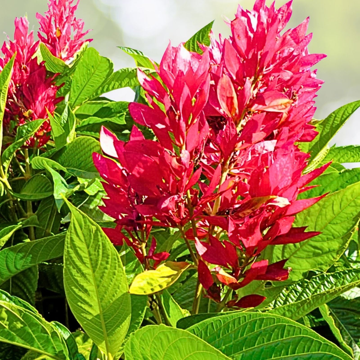Brazilian Red Cloak Cuttings 7-Pack Evergreen Shrub Megaskepasma erythrochlamys Easy Rooting Plant Cuttings