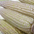 Heirloom Corn Seeds White Stowell's Evergreen 20+ Seeds Sweet Flavor Zea mays Non-GMO Organic Planting Seeds