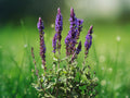 50 Seeds Salvia Nemorosa Blue Flower Compact Perennial Pollinator Friendly Drought Tolerant Easy Grow