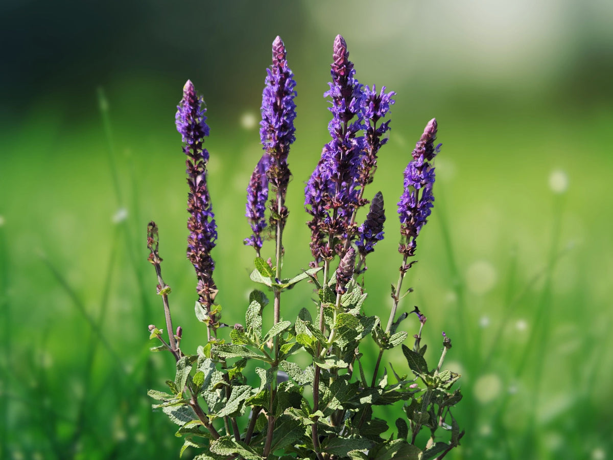 50 Seeds Salvia Nemorosa Blue Flower Compact Perennial Pollinator Friendly Drought Tolerant Easy Grow