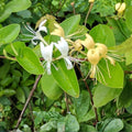 Live Rooted Japanese Honeysuckle Vines, Heirloom Lonicera japonica, Fragrant Southern Alabama Heritage, 12 Plants