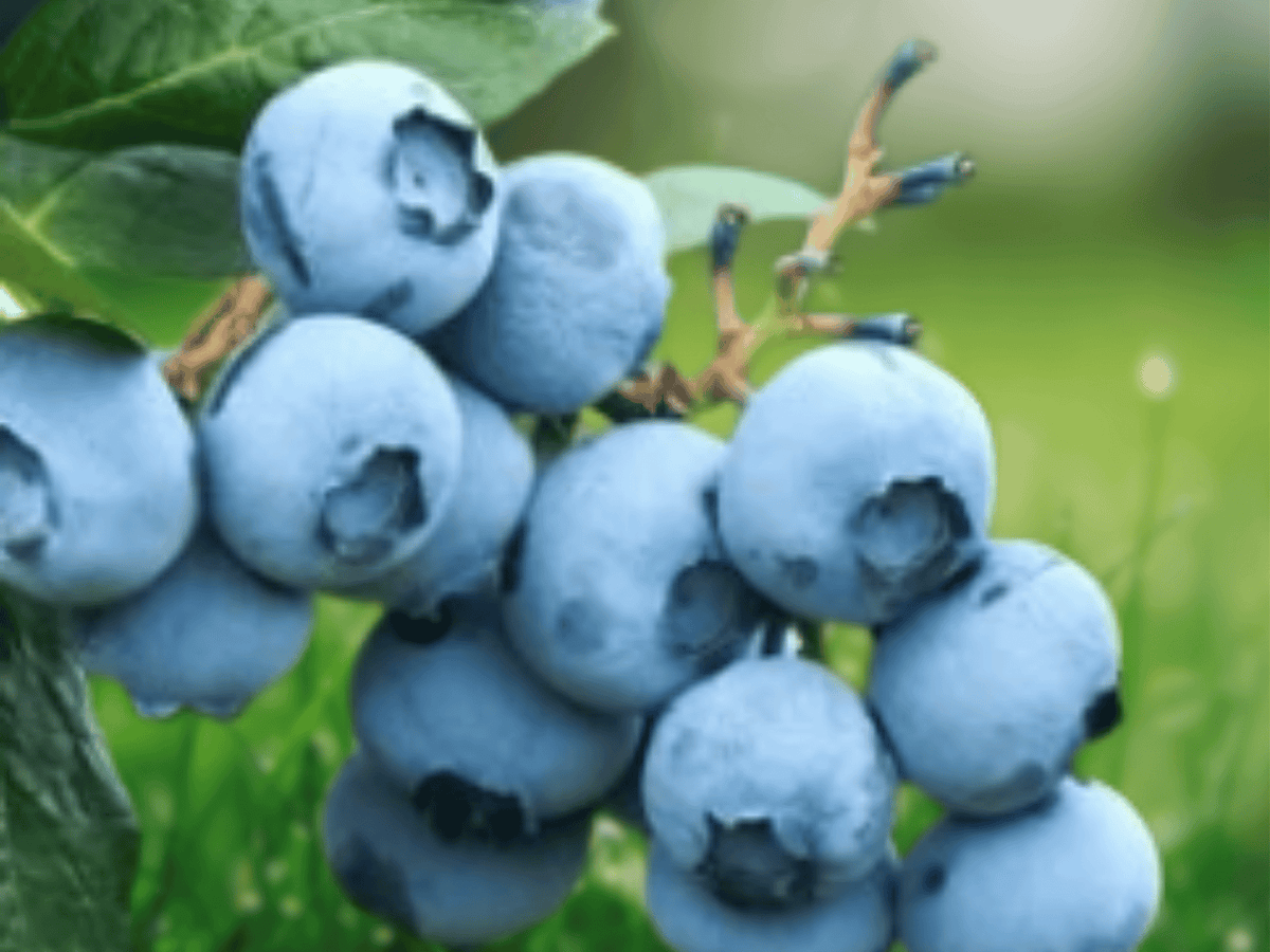 1 Primadonna Blueberry Live Plant Plug Vaccinium corymbosum