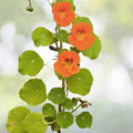 Tall Nasturtium Seeds Mix - 20+ Edible Garden Flowers (Tropaeolum majus) - Colorful and Versatile for USA Gardens