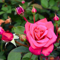 Dark Pink Rose Cuttings - 5 Fragrant Stems for Planting - Rosa Hybrid Garden Rose Propagation